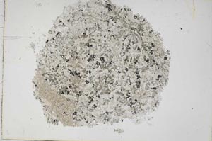 Plane Polarized, S43151