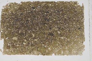 Plane Polarized, S43154