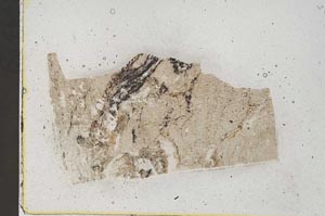 Plane Polarized, S43161