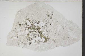 Plane Polarized, S43236