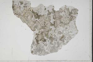 Plane Polarized, S43239