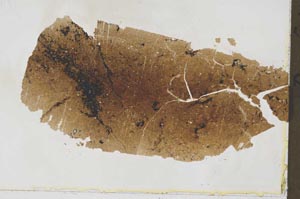Plane Polarized, S43248