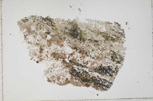 Plane Polarized, S43278