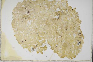 Plane Polarized, S43280