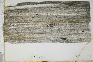 Plane Polarized, S43440
