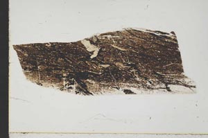 Plane Polarized, S43558