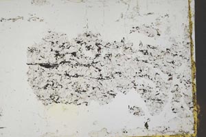 Plane Polarized, S43586