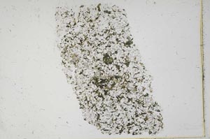 Plane Polarized, S43611