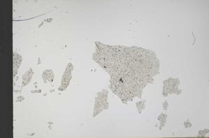 Plane Polarized, S43631