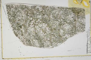 Plane Polarized, S43651