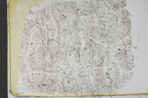 Plane Polarized, S43652