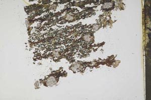 Plane Polarized, S43722