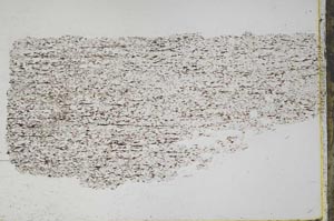 Plane Polarized, S43733