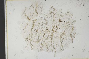 Plane Polarized, S43739