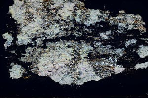 Cross Polarized, S43740