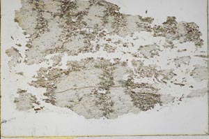 Plane Polarized, S43740