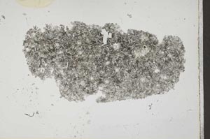 Plane Polarized, S43849