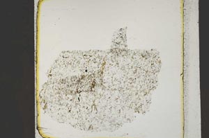 Plane Polarized, S43873