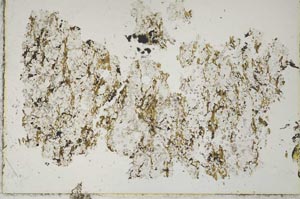 Plane Polarized, S43874