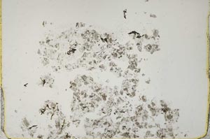 Plane Polarized, S43879