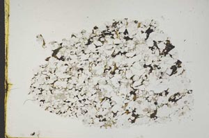 Plane Polarized, S43892