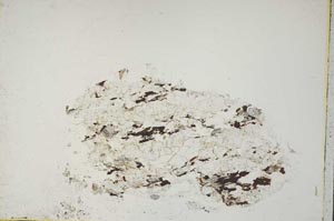 Plane Polarized, S43894