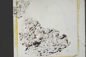 Plane Polarized, S43896
