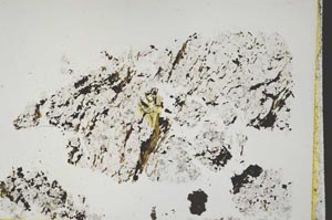 Plane Polarized, S43905