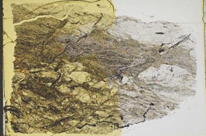 Plane Polarized, S43937