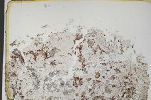 Plane Polarized, S43978