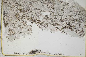 Plane Polarized, S43980