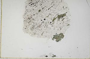 Plane Polarized, S43985