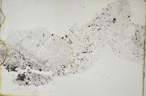 Plane Polarized, S44011