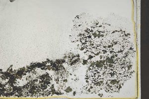 Plane Polarized, S44018