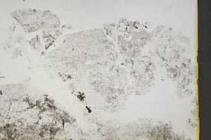 Plane Polarized, S44020