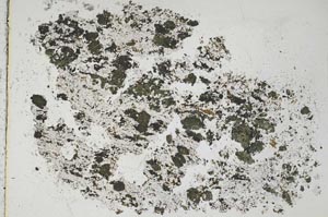 Plane Polarized, S44023