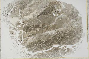 Plane Polarized, S44029