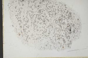 Plane Polarized, S44102