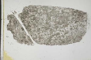 Plane Polarized, S44119