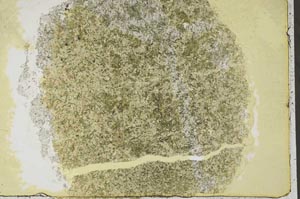 Plane Polarized, S44226