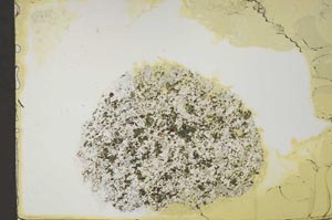 Plane Polarized, S44227