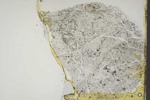 Plane Polarized, S44229