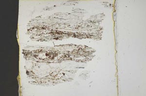 Plane Polarized, S44239