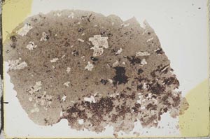 Plane Polarized, S44245