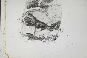 Plane Polarized, S44263