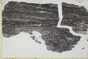 Plane Polarized, S44264