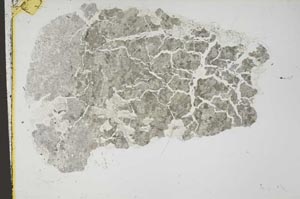 Plane Polarized, S44279