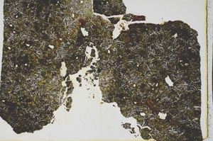 Plane Polarized, S44287