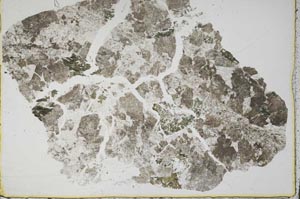 Plane Polarized, S44333