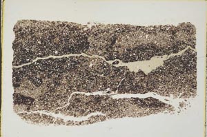 Plane Polarized, S44342
